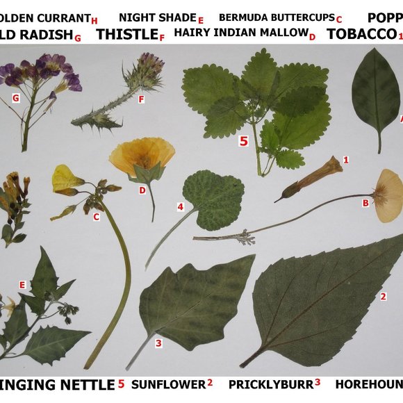 60 PCS Wild Pressed Flowers and Leaves Leaf Weeds Tobacco Sunflower Poppy Mallow - Picture 1 of 5